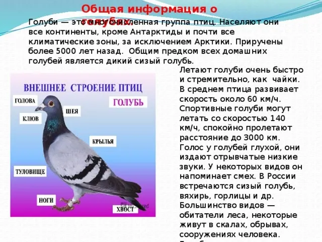 На фото описано про голубей