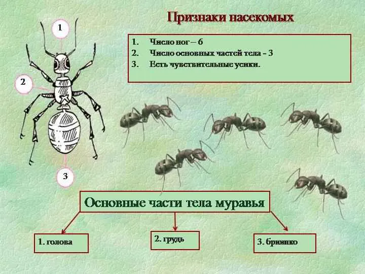 На фото описаны признаки муравьев