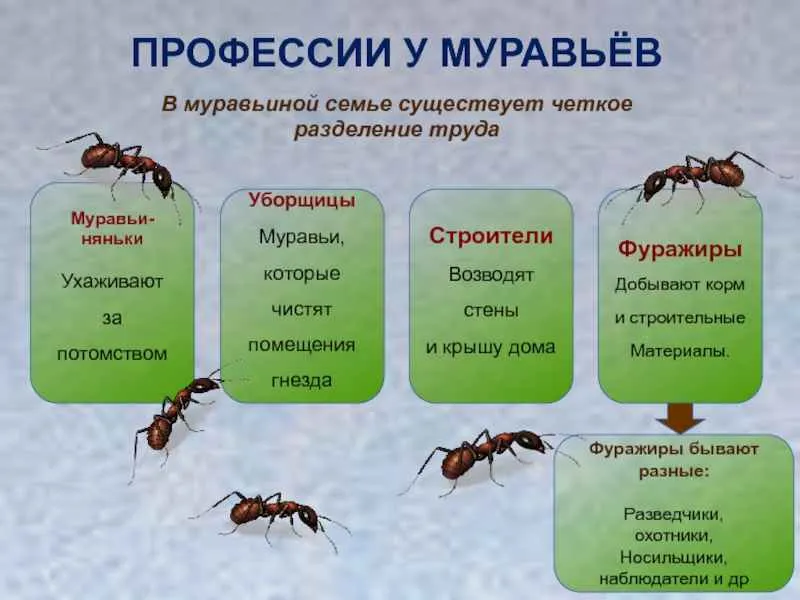 На фото описаны профессии муравьев