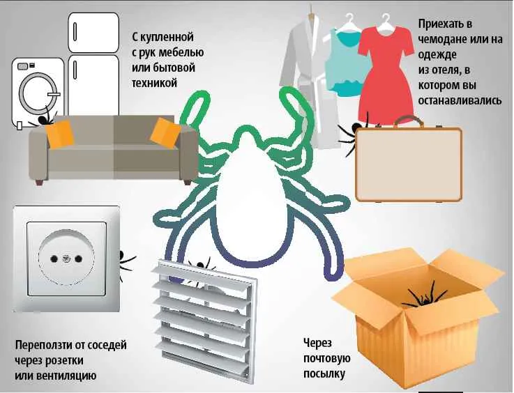 На фото описаны места обитания клопов