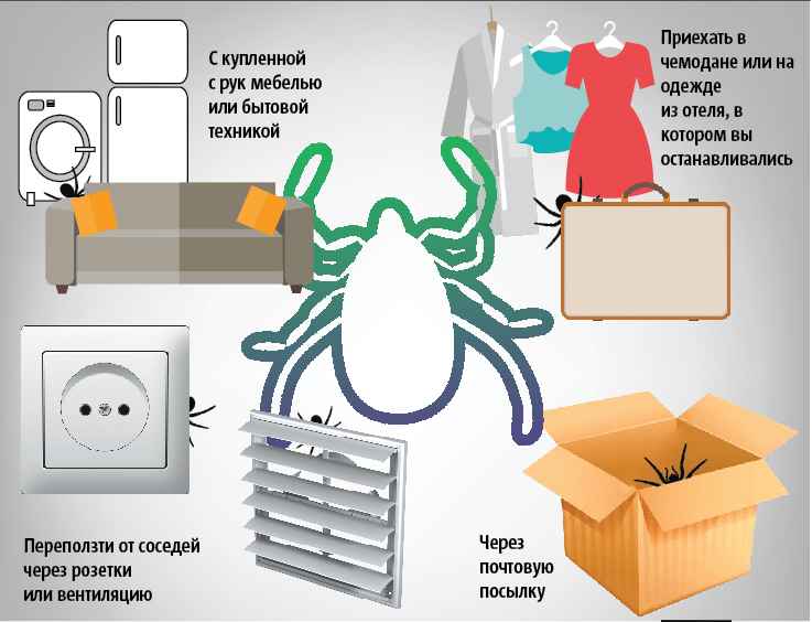 На фото описаны места обитания клопов