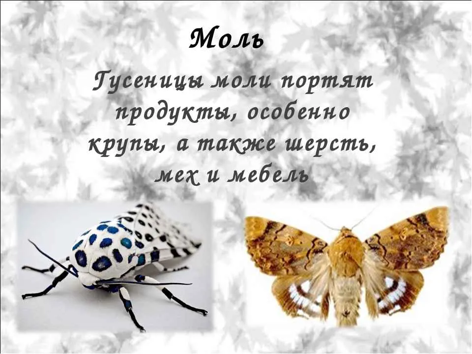 На фото описано понятие моли