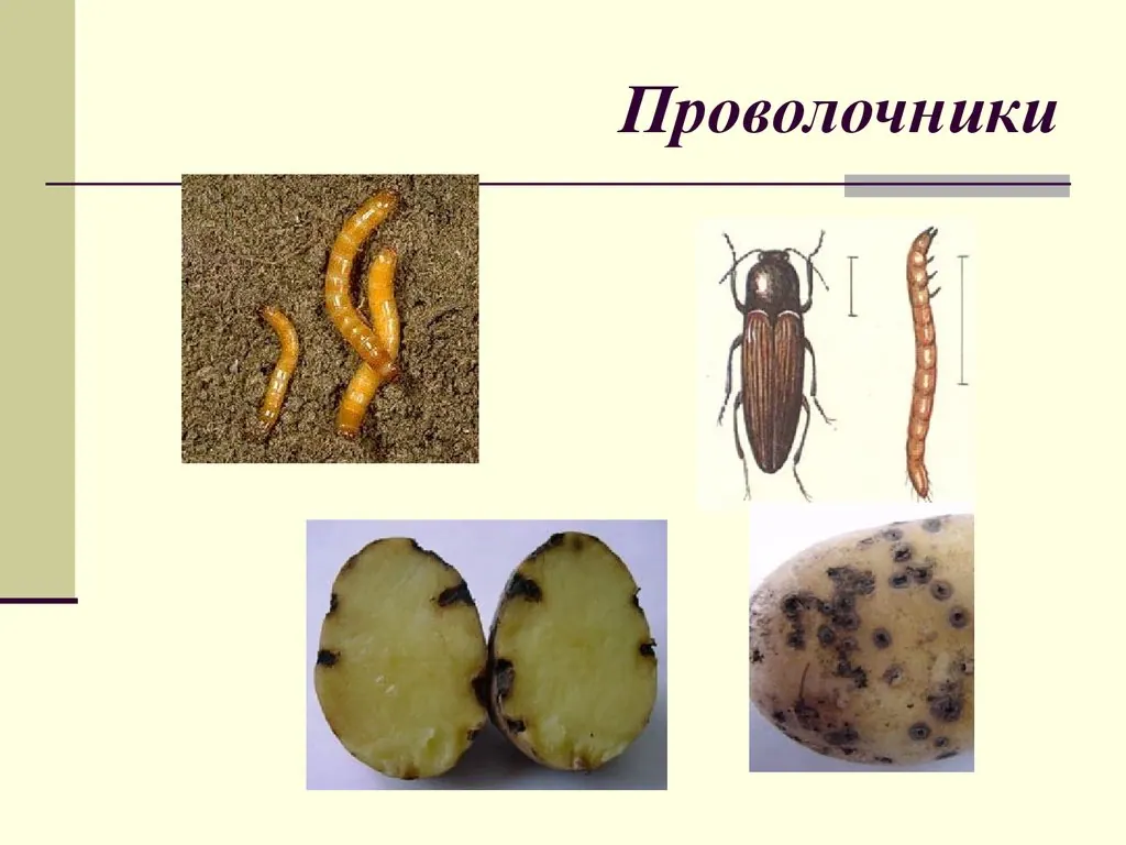 Методы борьбы с проволочником