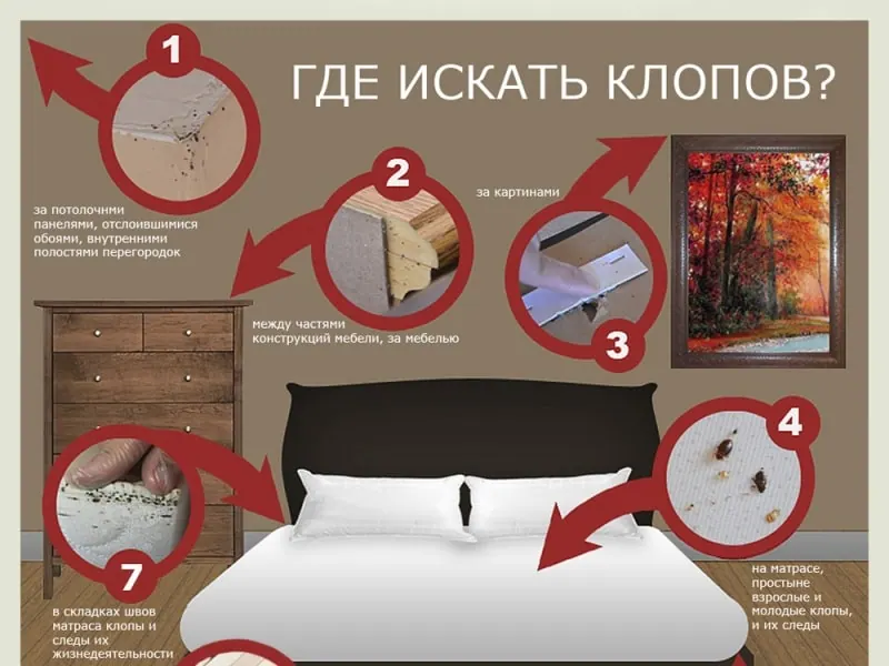 На этом фото изображено где могут появиться клопы