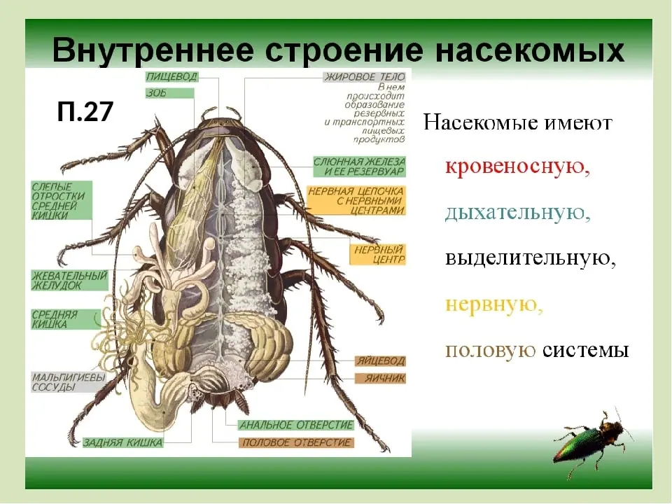 на этом фото показано внутреннее строение насекомого